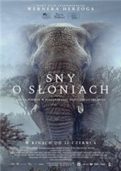 DKF SNY O SŁONIACH / napisy